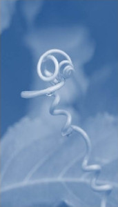 services-blue